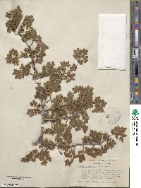 Ribes montigenum image