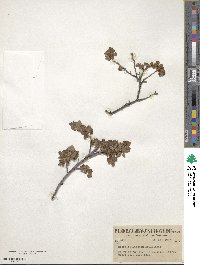 Ribes montigenum image