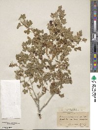 Ribes montigenum image