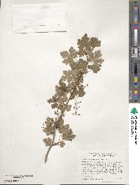 Ribes montigenum image