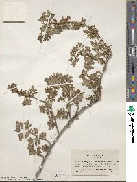 Ribes montigenum image