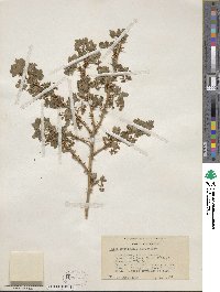 Ribes montigenum image