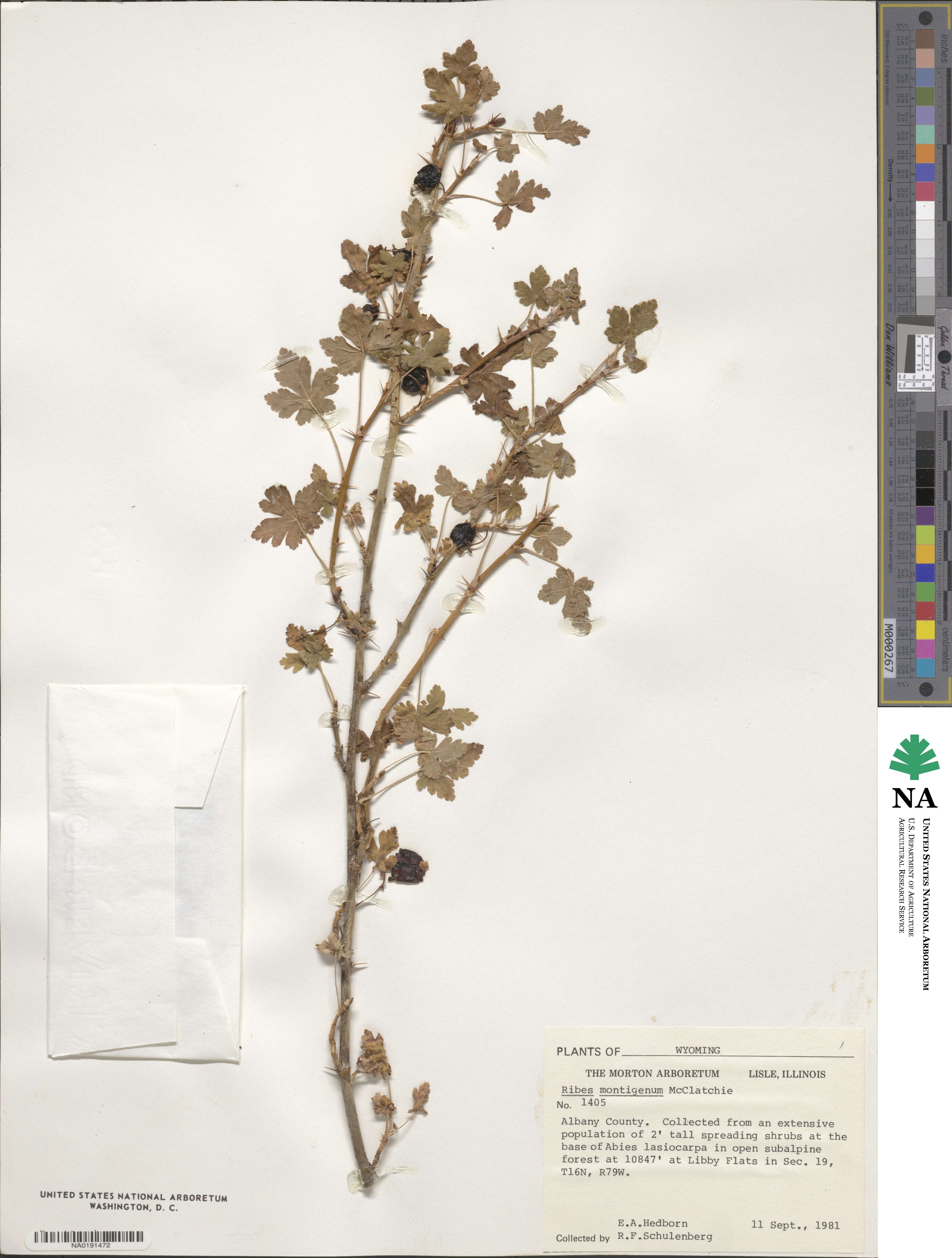 Ribes montigenum image