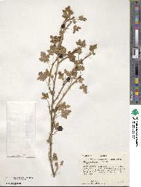 Ribes montigenum image