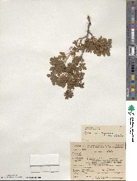 Ribes montigenum image