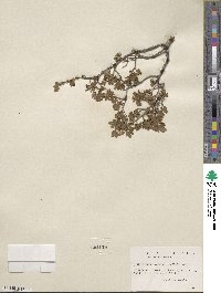 Ribes montigenum image