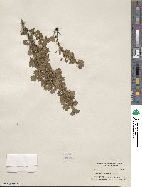 Ribes montigenum image