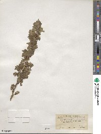 Ribes montigenum image