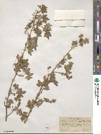 Ribes montigenum image