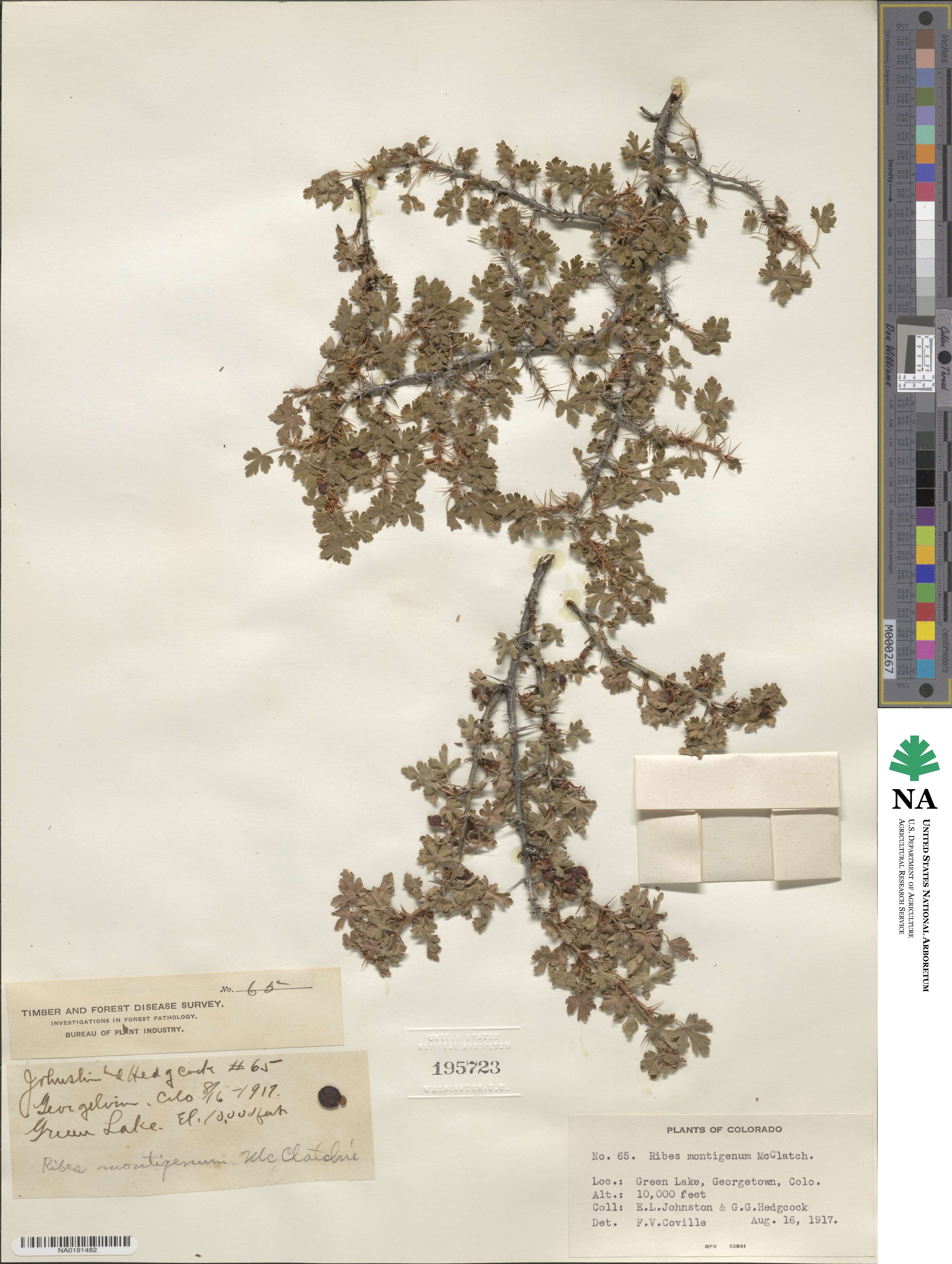 Ribes montigenum image