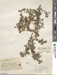 Ribes montigenum image