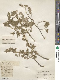 Ribes montigenum image