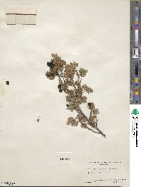 Ribes montigenum image