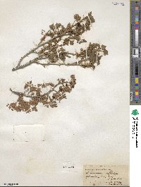 Ribes montigenum image