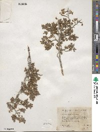 Ribes montigenum image