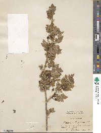 Ribes montigenum image
