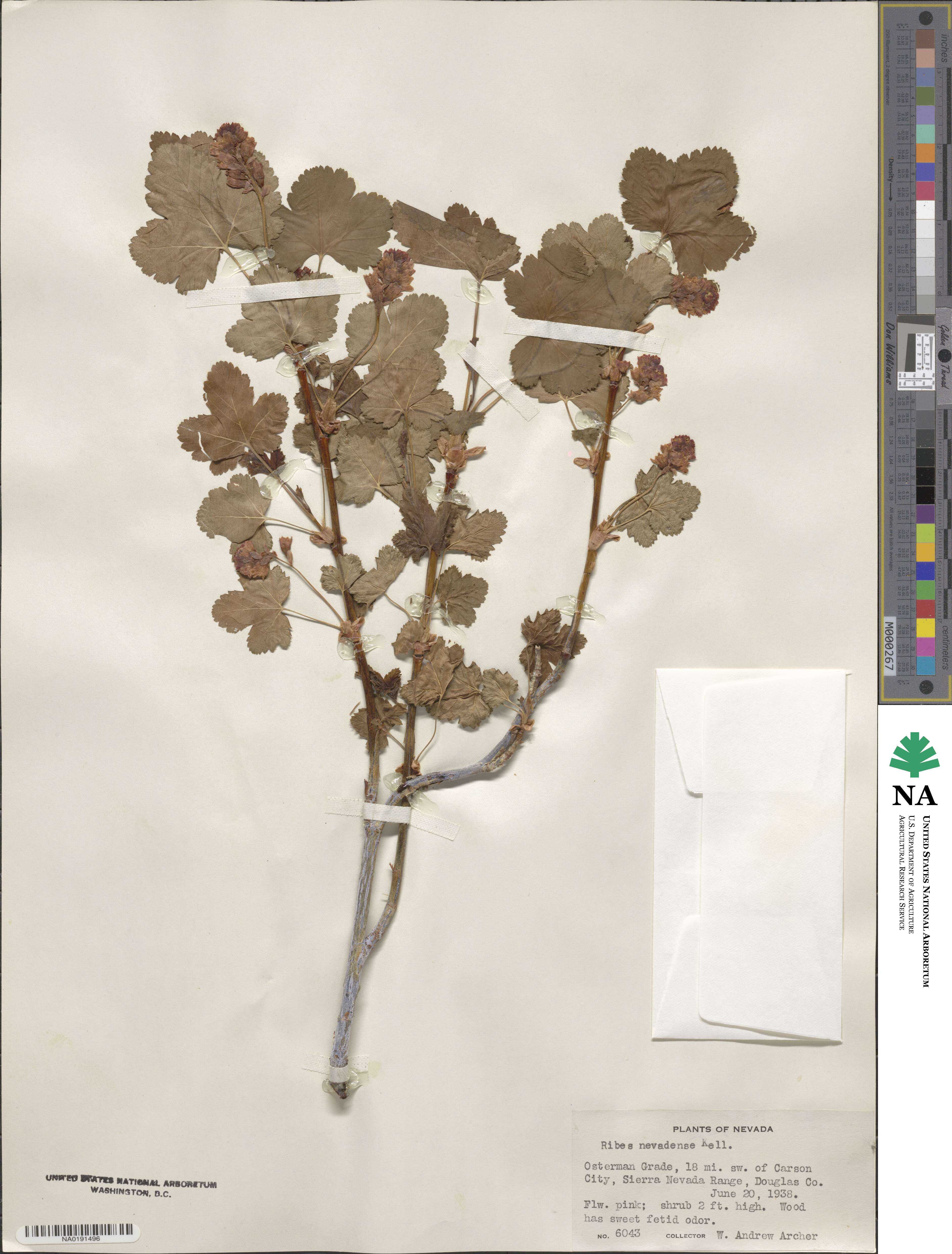 Ribes nevadense image