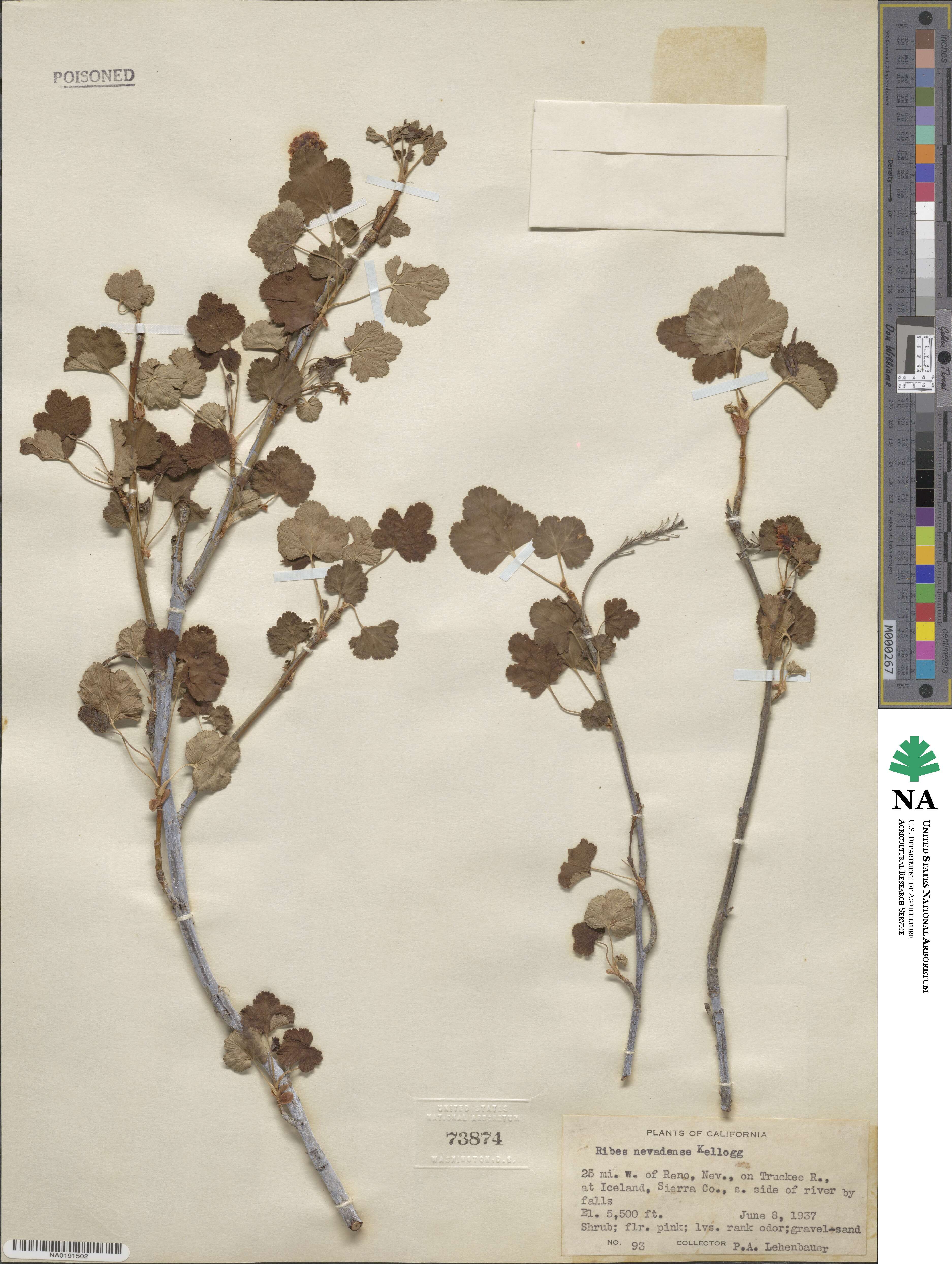 Ribes nevadense image