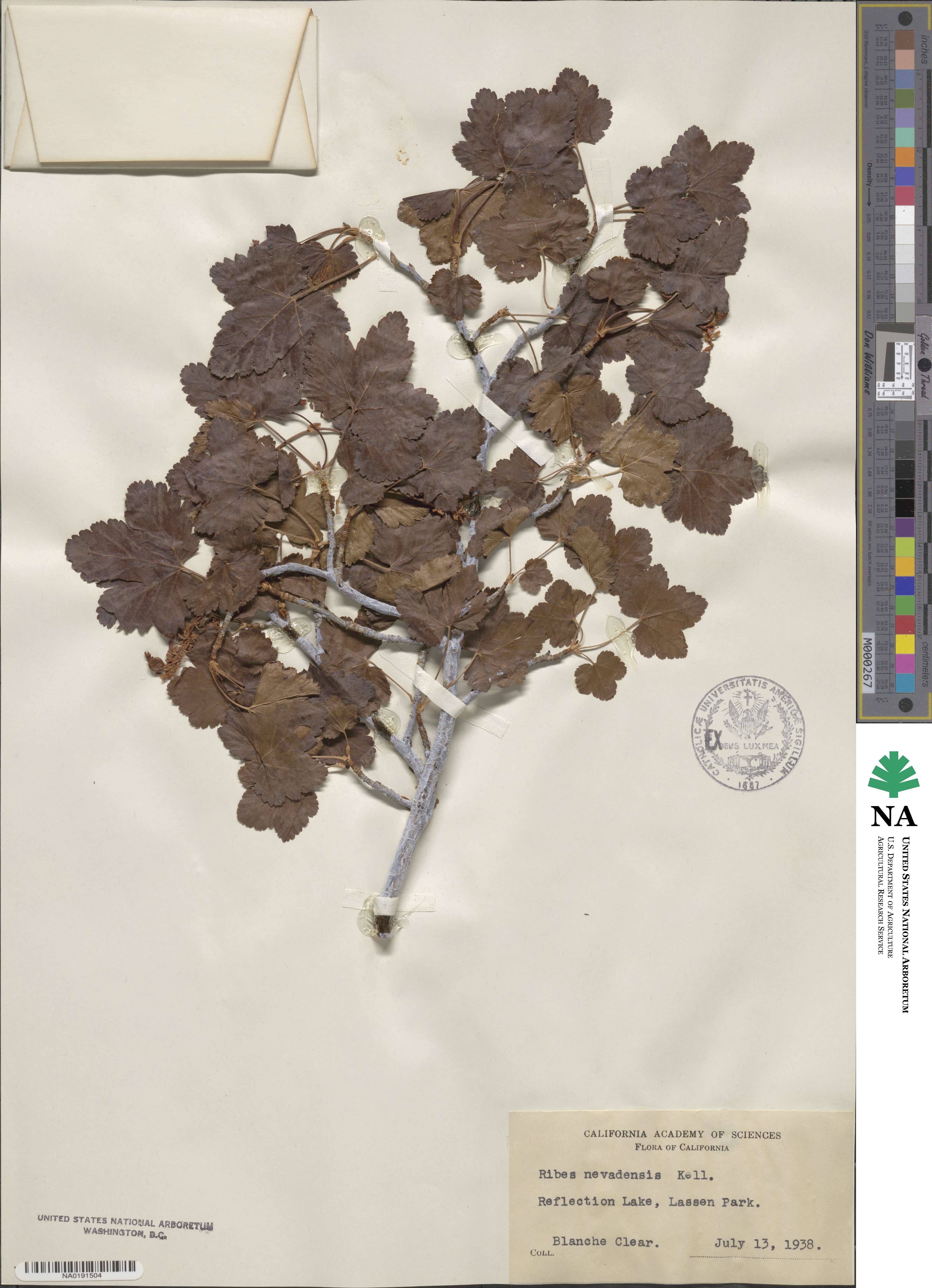 Ribes nevadense image