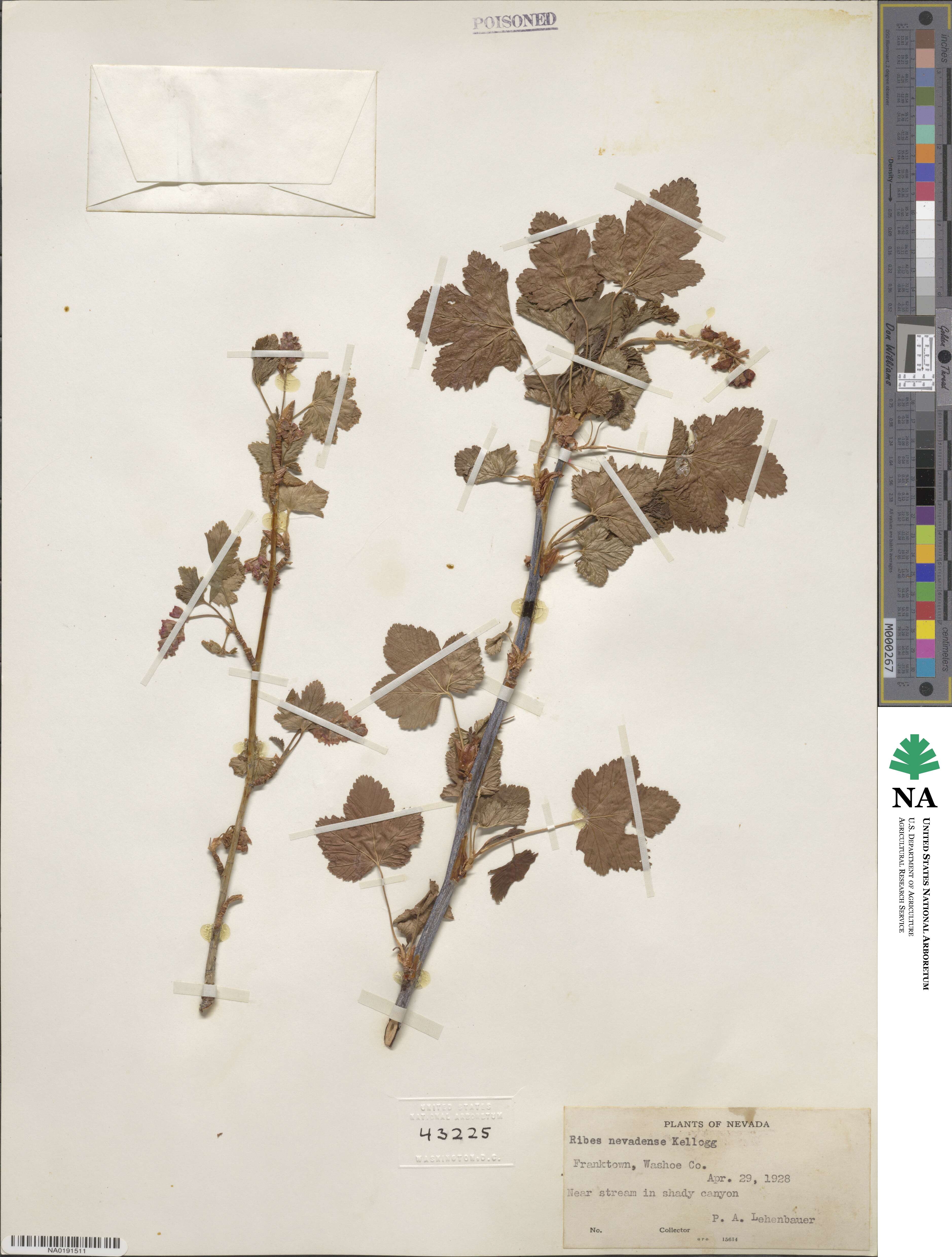 Ribes nevadense image