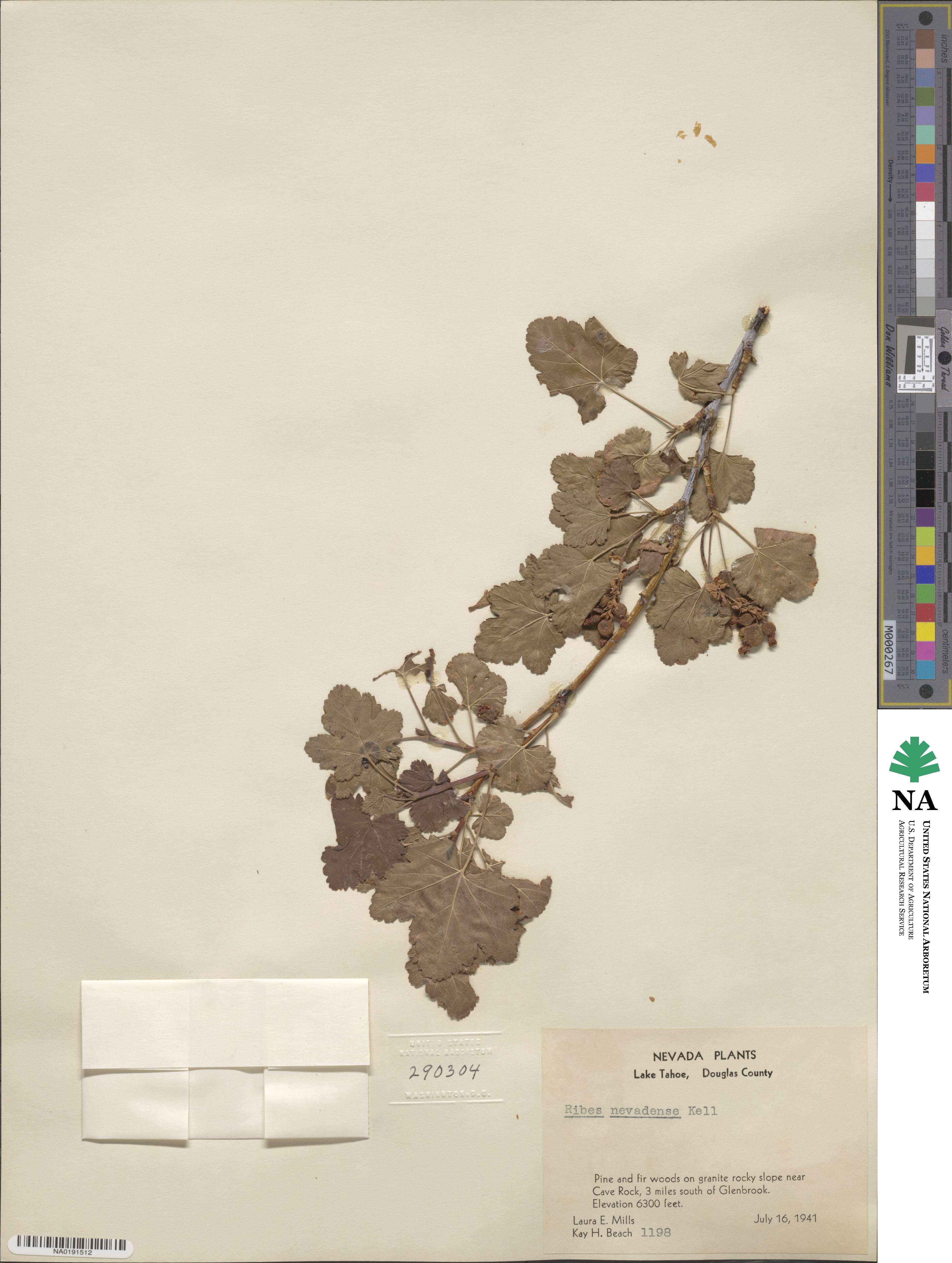 Ribes nevadense image