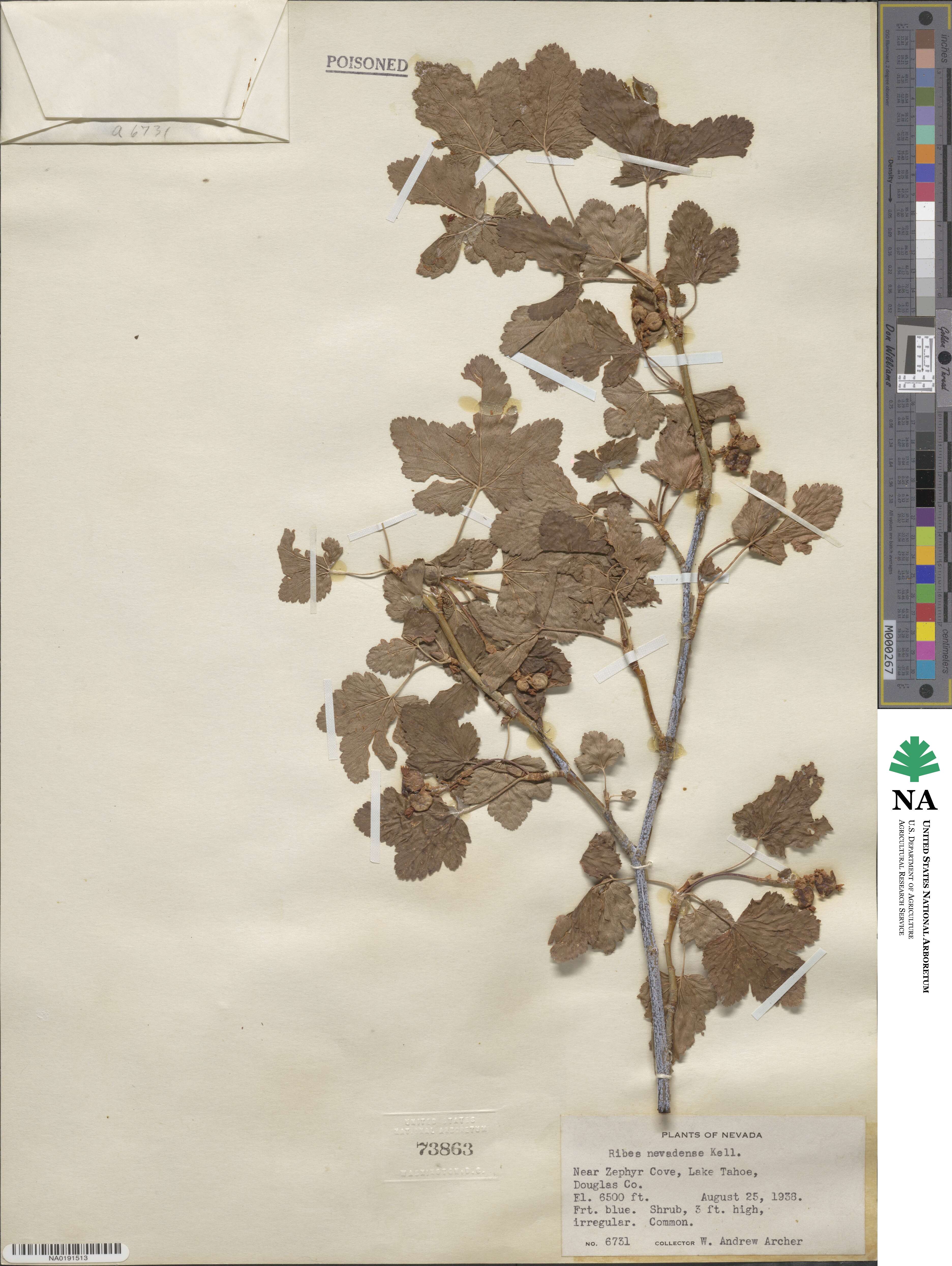 Ribes nevadense image