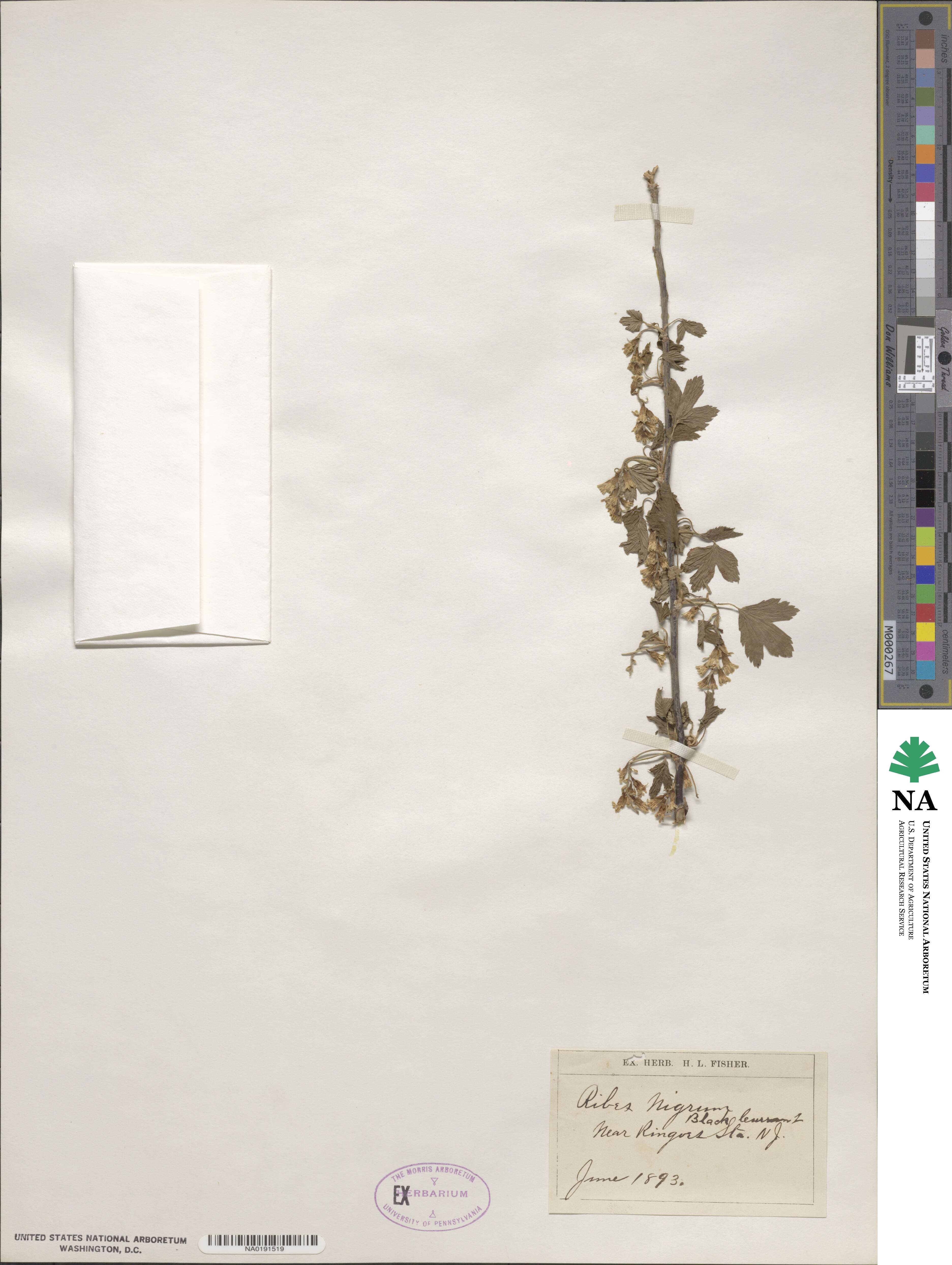 Ribes nigrum image