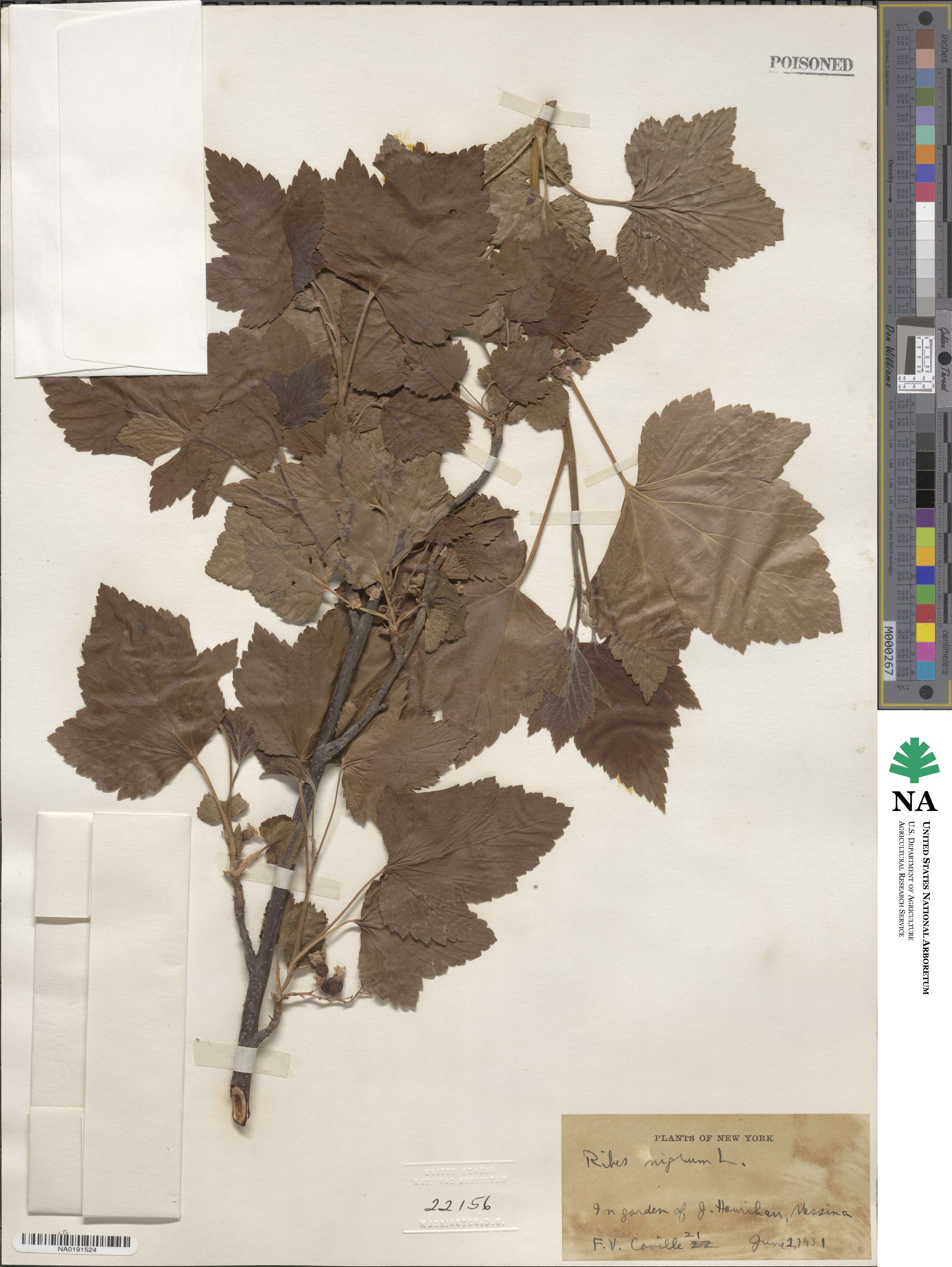 Ribes nigrum image