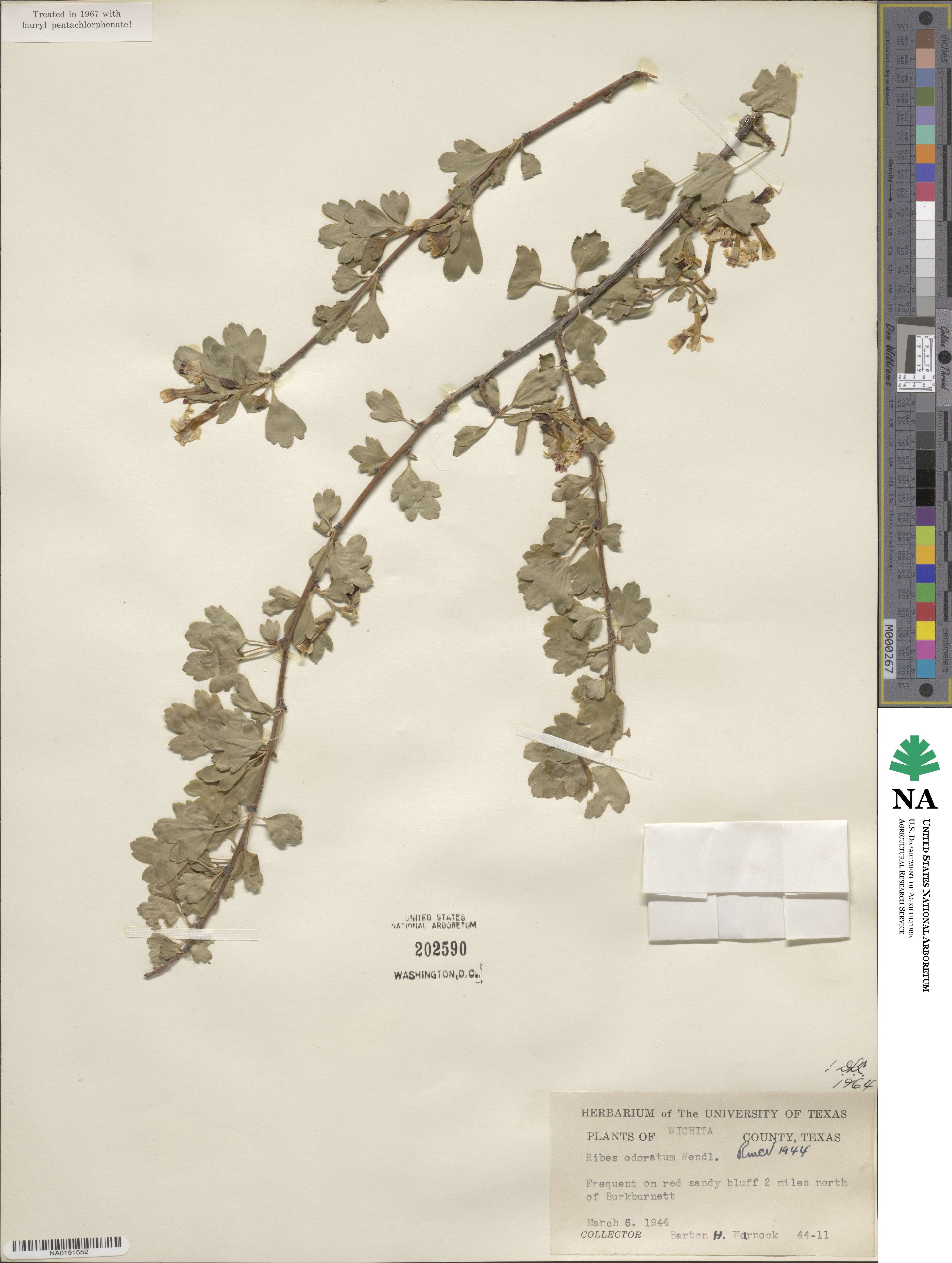 Ribes aureum var. villosum image
