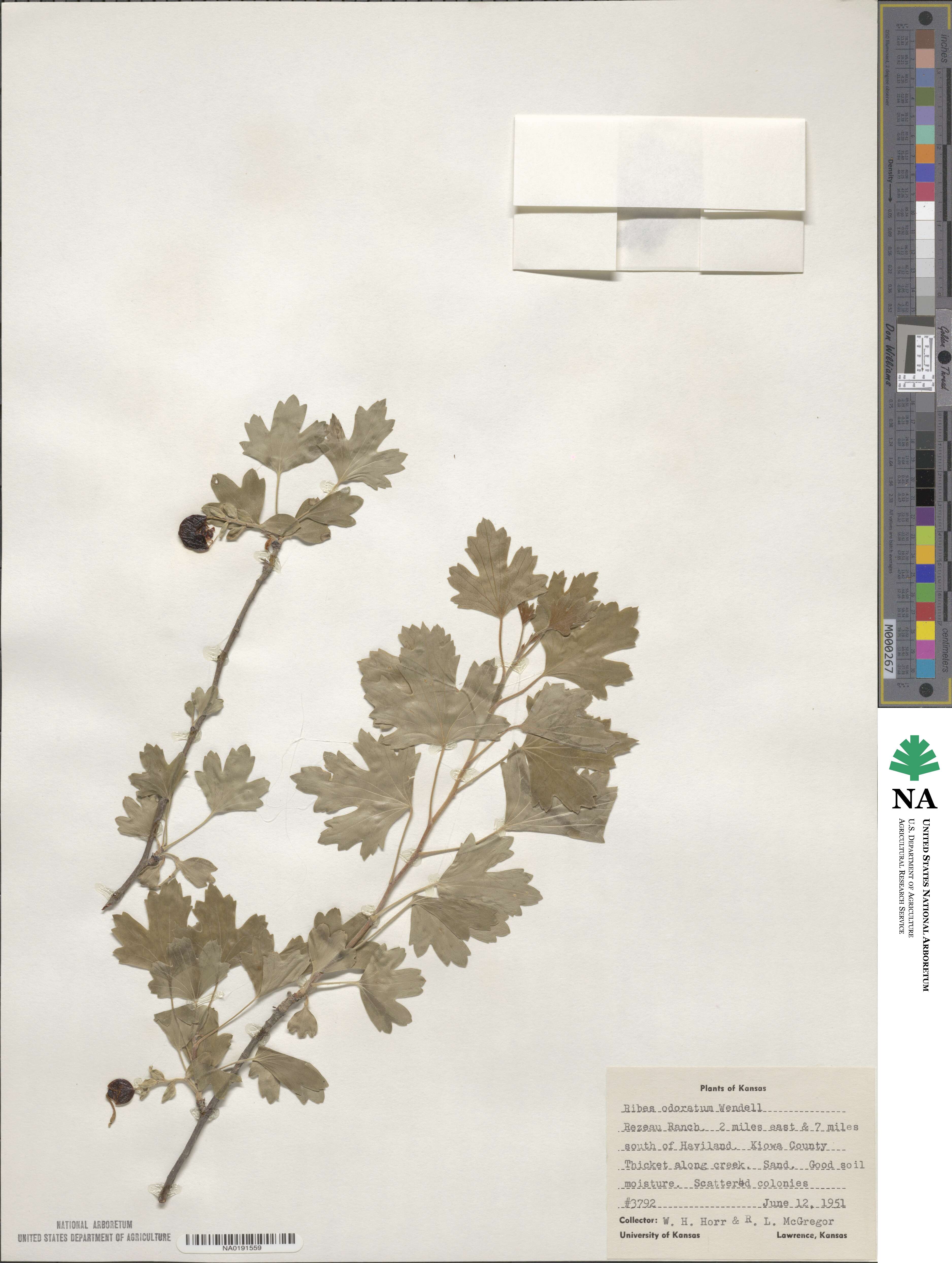 Ribes aureum image