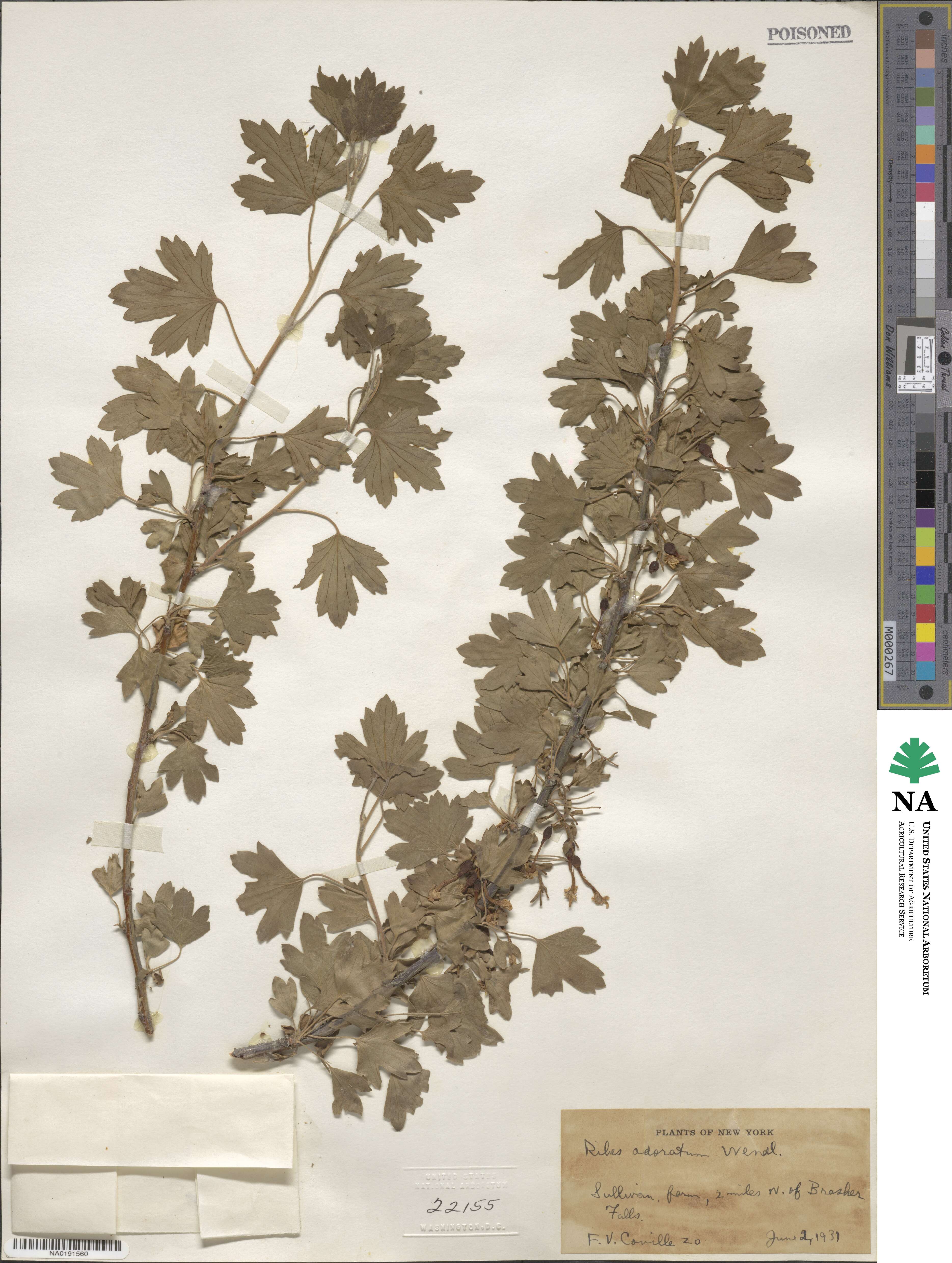 Ribes aureum image