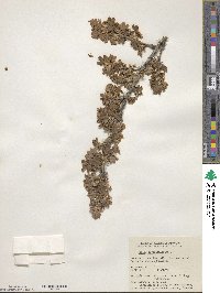 Ribes oxyacanthoides image