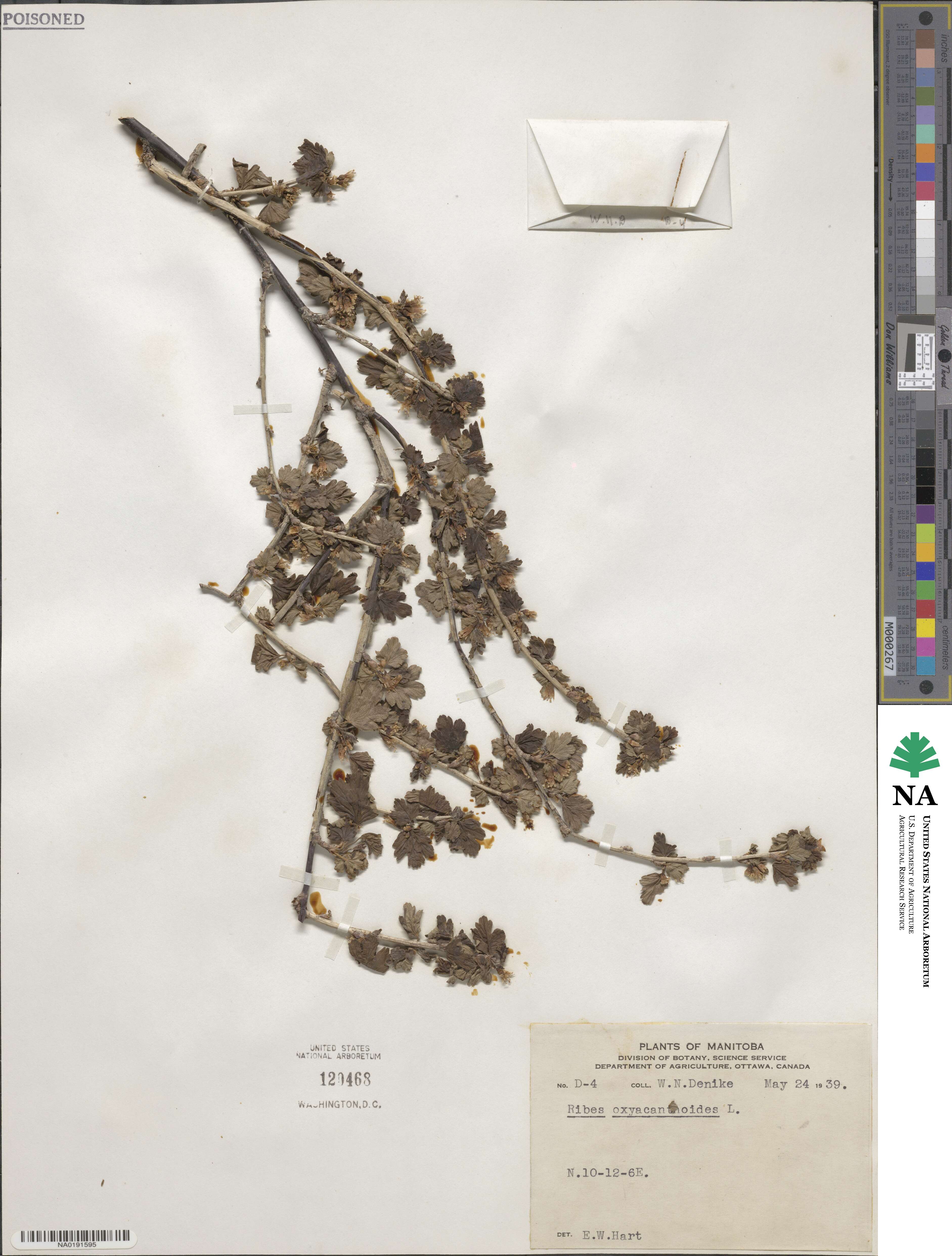 Ribes oxyacanthoides image