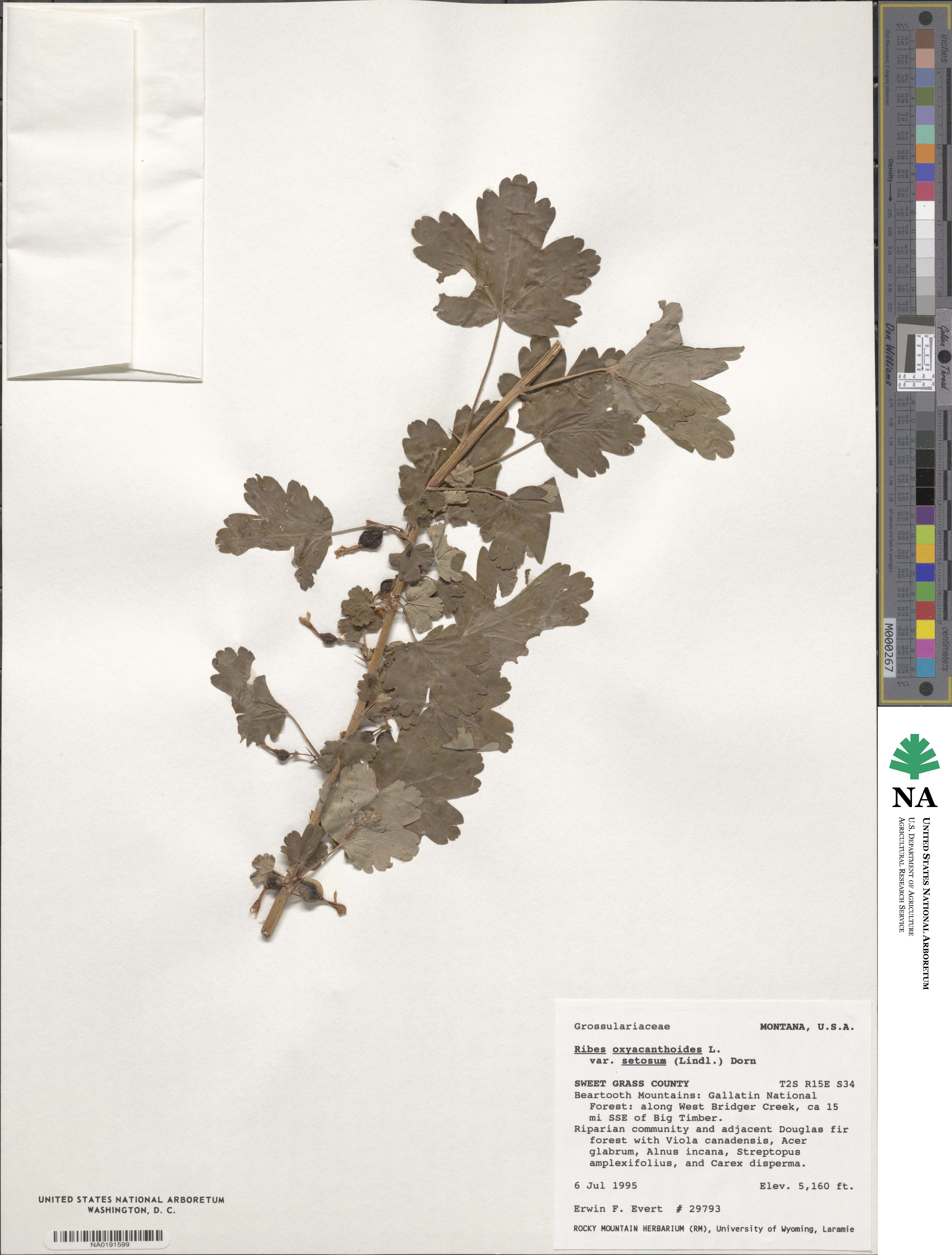 Ribes oxyacanthoides subsp. setosum image