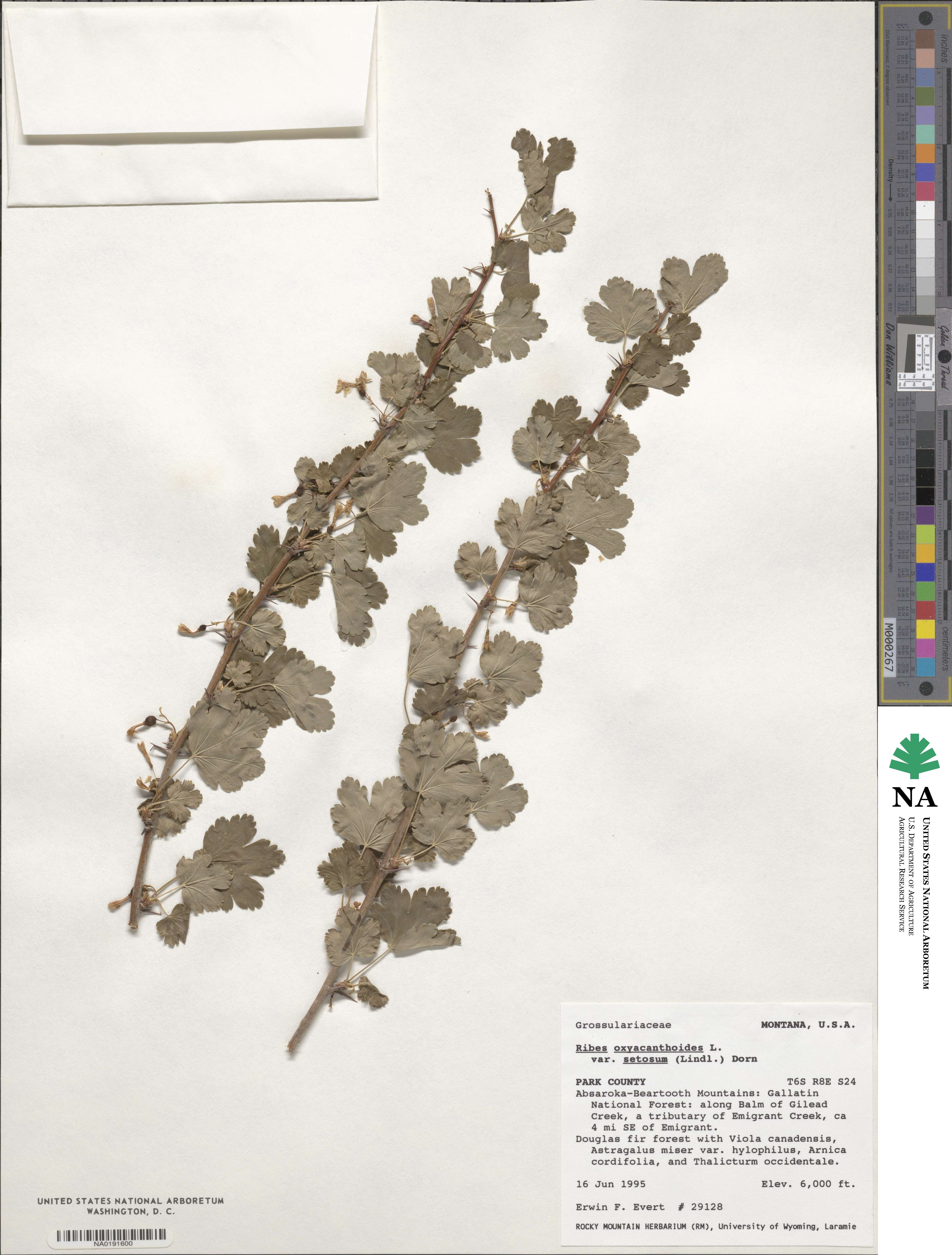 Ribes oxyacanthoides subsp. setosum image