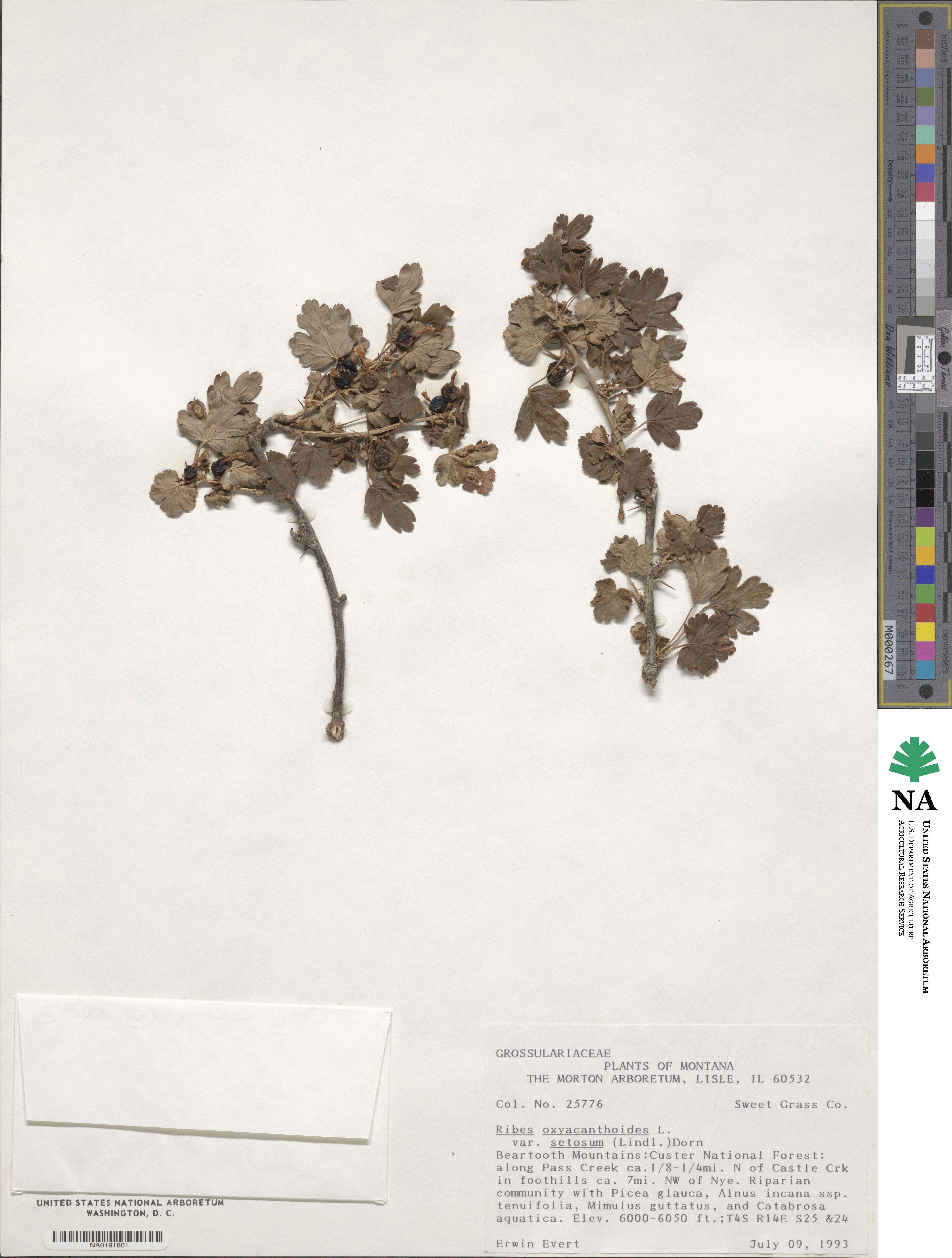 Ribes oxyacanthoides subsp. setosum image