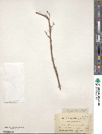 Ribes hudsonianum var. petiolare image