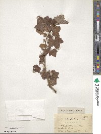 Ribes hudsonianum var. petiolare image