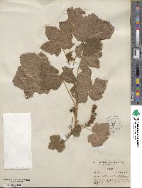 Ribes hudsonianum var. petiolare image