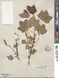 Ribes hudsonianum var. petiolare image