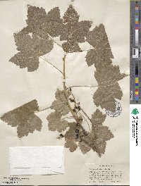 Ribes hudsonianum var. petiolare image