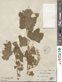 Ribes hudsonianum var. petiolare image