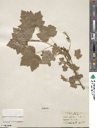 Ribes hudsonianum var. petiolare image