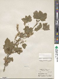 Ribes hudsonianum var. petiolare image