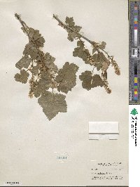 Ribes hudsonianum var. petiolare image