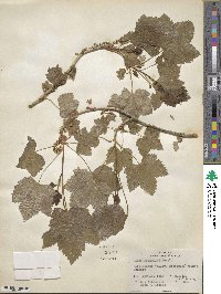 Ribes hudsonianum var. petiolare image