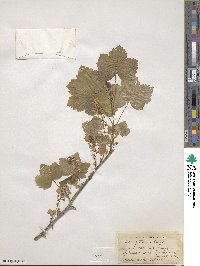 Ribes hudsonianum var. petiolare image