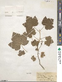 Ribes hudsonianum var. petiolare image
