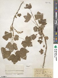 Ribes hudsonianum var. petiolare image