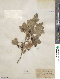 Ribes hudsonianum var. petiolare image